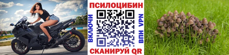 как найти   Онега  Псилоцибиновые грибы мицелий 